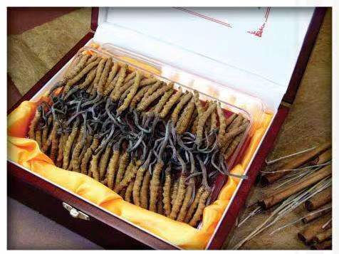 邳州冬虫夏草回收